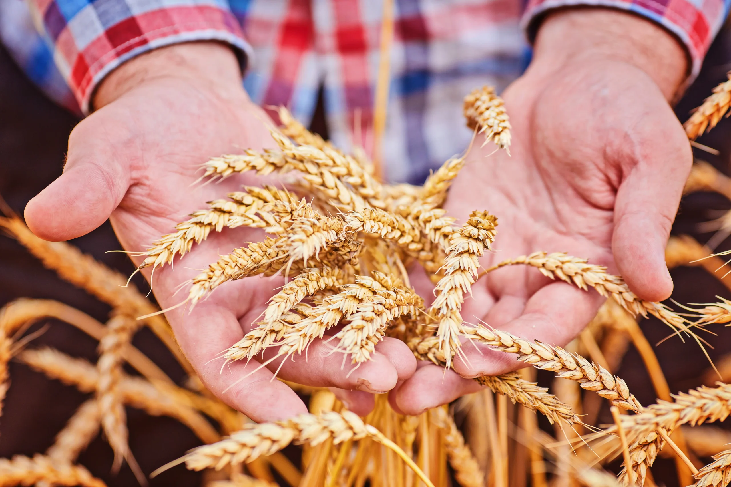 male hand holding golden wheat ear scaled -